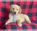 Small #1 Golden Retriever