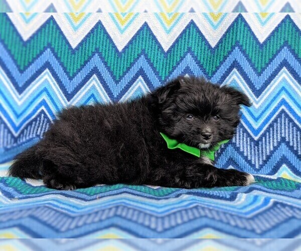 Medium Photo #4 Chiranian Puppy For Sale in NEW FREEDOM, PA, USA