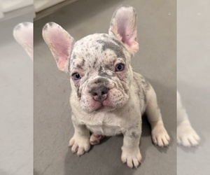 French Bulldog Puppy for sale in BURLINGAME, CA, USA