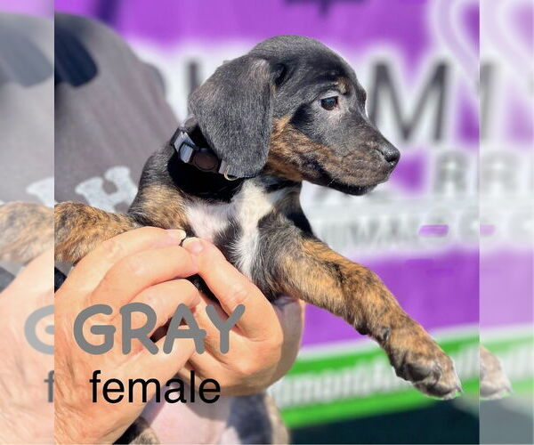 Medium Photo #1 Mutt Puppy For Sale in Mooresville, NC, USA