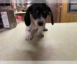 Small #2 Dachshund
