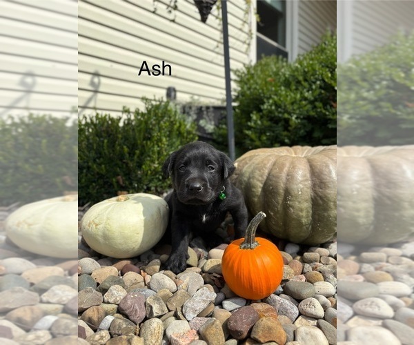 Medium Photo #3 Labrador Retriever Puppy For Sale in FREDERICKSBG, OH, USA