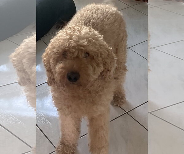 Medium Photo #2 Goldendoodle (Miniature) Puppy For Sale in Bonita Springs, FL, USA