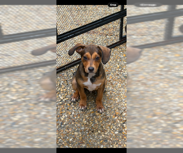 Medium Photo #2 Cheagle Puppy For Sale in Jackson Township, NJ, USA