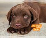 Small Photo #51 Labrador Retriever Puppy For Sale in EDGEWOOD, TX, USA