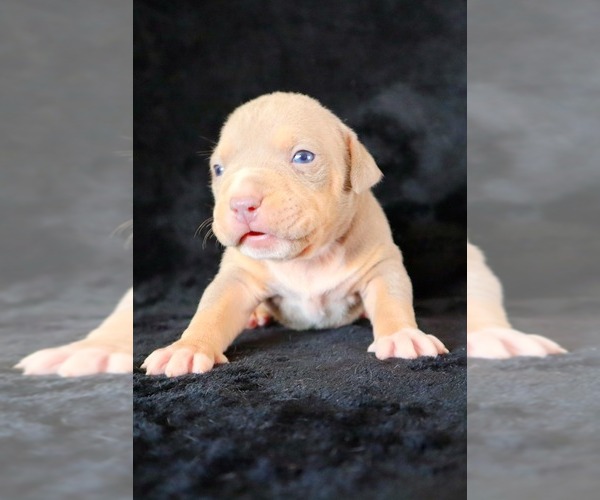 Medium Photo #12 American Bully Puppy For Sale in PALMDALE, CA, USA