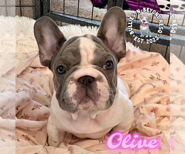 Medium Photo #7 French Bulldog Puppy For Sale in Omaha, NE, USA