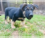 Small #9 German Shepherd Dog