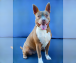Small #1 Mutt