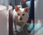 Small #2 Chihuahua Mix