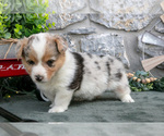 Small Photo #15 Pembroke Welsh Corgi Puppy For Sale in LEOLA, PA, USA