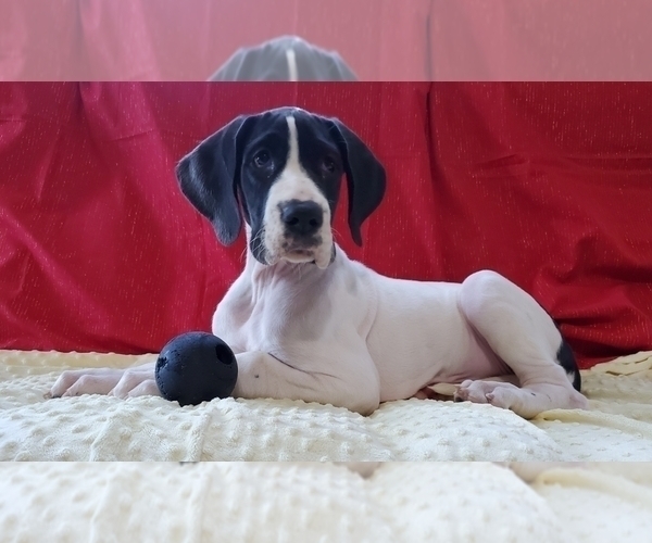 Medium Photo #1 Great Dane Puppy For Sale in ROCKFORD, IL, USA