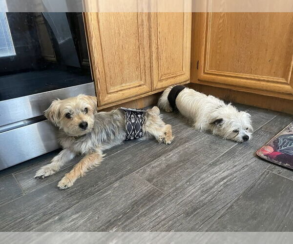 Medium Photo #8 Mutt Puppy For Sale in San Bernardino, CA, USA