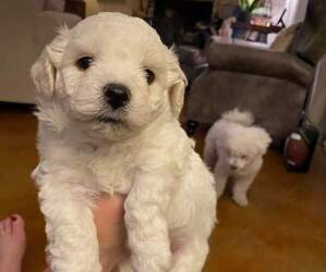 Bichon Frise Puppy for Sale in GEORGE WEST, Texas USA