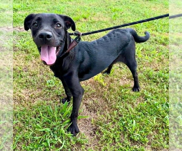 Medium Photo #1 Mutt Puppy For Sale in Abbeville, LA, USA