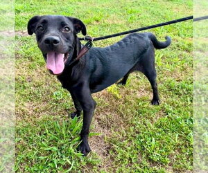 Mutt Dogs for adoption in Abbeville, LA, USA
