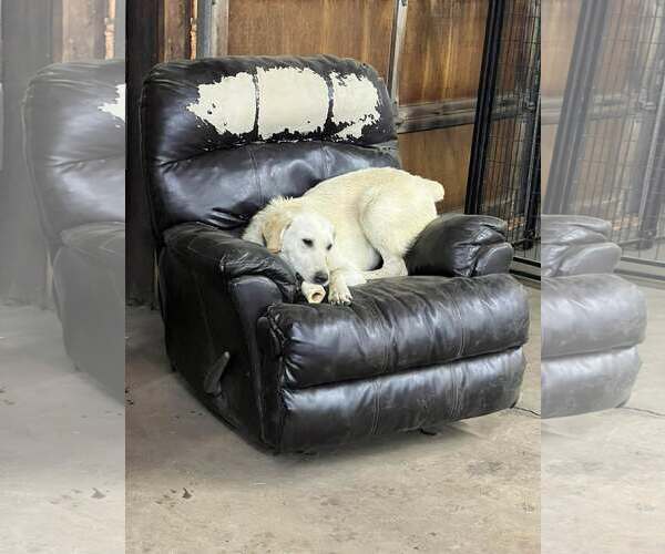 Medium Photo #10 Labrador Retriever-Unknown Mix Puppy For Sale in Minneapolis, MN, USA
