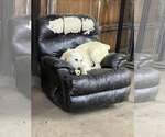 Small #9 Labrador Retriever Mix