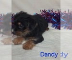 Small #1 Yorkshire Terrier