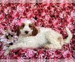 Small Photo #3 Goldendoodle Puppy For Sale in QUARRYVILLE, PA, USA