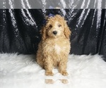 Small #2 Poodle (Toy)