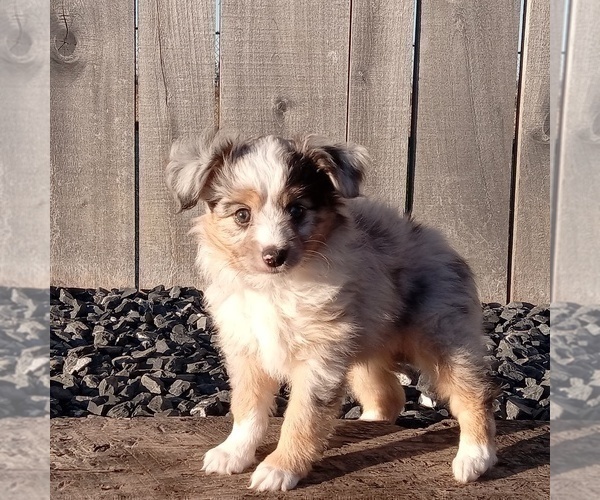 Medium Photo #3 Miniature Australian Shepherd Puppy For Sale in MILFORD, IN, USA