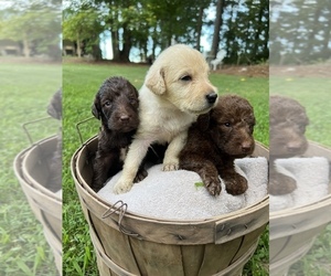 Labradoodle Puppy for Sale in KENLY, North Carolina USA
