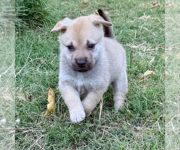 Medium Photo #2 Huskies -Unknown Mix Puppy For Sale in Denton, TX, USA