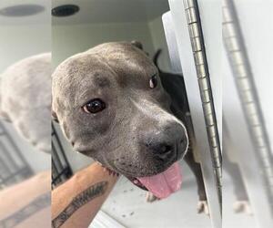 American Pit Bull Terrier-Unknown Mix Dogs for adoption in Houston, TX, USA