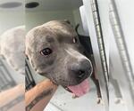Small American Pit Bull Terrier Mix