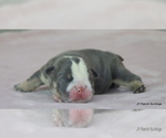 Small #1 Bulldog