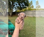 Small Photo #9 American Bully Puppy For Sale in PICKENS, SC, USA