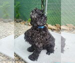 Small #1 Cocker Spaniel