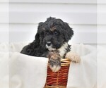 Small Photo #1 Bernedoodle Puppy For Sale in CHAMBERSBURG, PA, USA