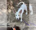 Small #1 Mutt