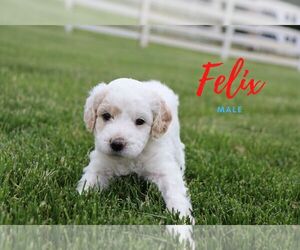 Goldendoodle (Miniature) Puppy for sale in NORTH LIBERTY, IN, USA