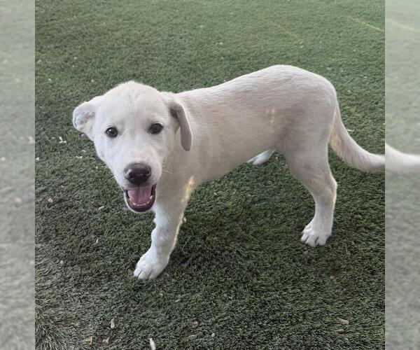 Medium Photo #6 Labrenees Puppy For Sale in San Diego, CA, USA