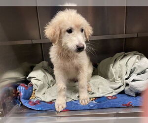 Great Pyrenees Dogs for adoption in Waco, TX, USA