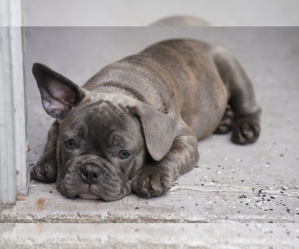 Medium Photo #9 French Bulldog Puppy For Sale in TAMPA, FL, USA