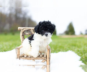 Zuchon Puppy for Sale in WARSAW, Indiana USA