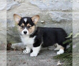 Pembroke Welsh Corgi Puppy for sale in MANHEIM, PA, USA