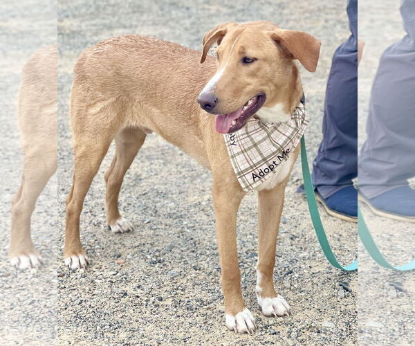 Medium Photo #4 Labrador Retriever-Rhodesian Ridgeback Mix Puppy For Sale in Rockaway, NJ, USA