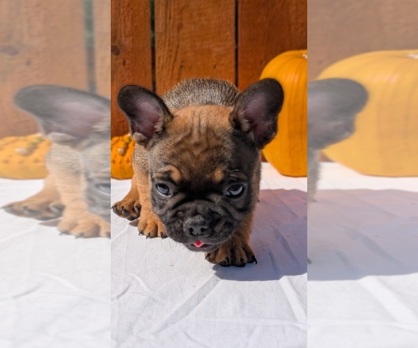 Medium Photo #19 French Bulldog Puppy For Sale in GOSHEN, IN, USA
