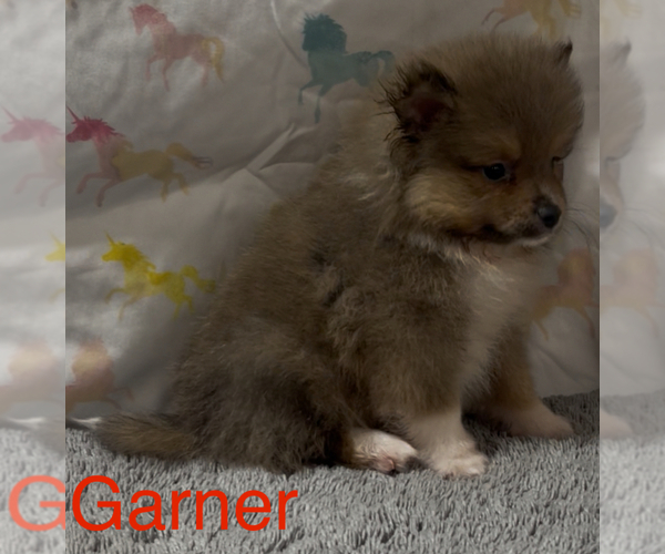 Medium Photo #2 Pomeranian Puppy For Sale in AZLE, TX, USA