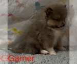 Small #1 Pomeranian