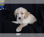 Small Photo #4 Labradoodle Puppy For Sale in SHILOH, OH, USA