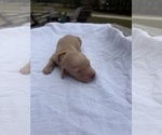 Puppy Brew Dachshund