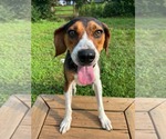 Small #2 Treeing Walker Coonhound