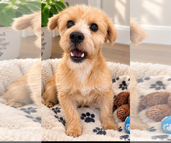 Medium Photo #3 Mutt Puppy For Sale in Euless, TX, USA