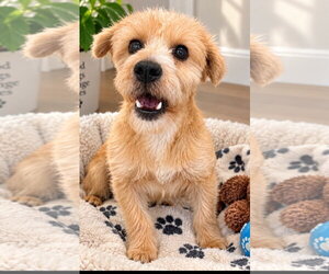 Shaggy - Male Mutt Dog for Adoption - Photo #3